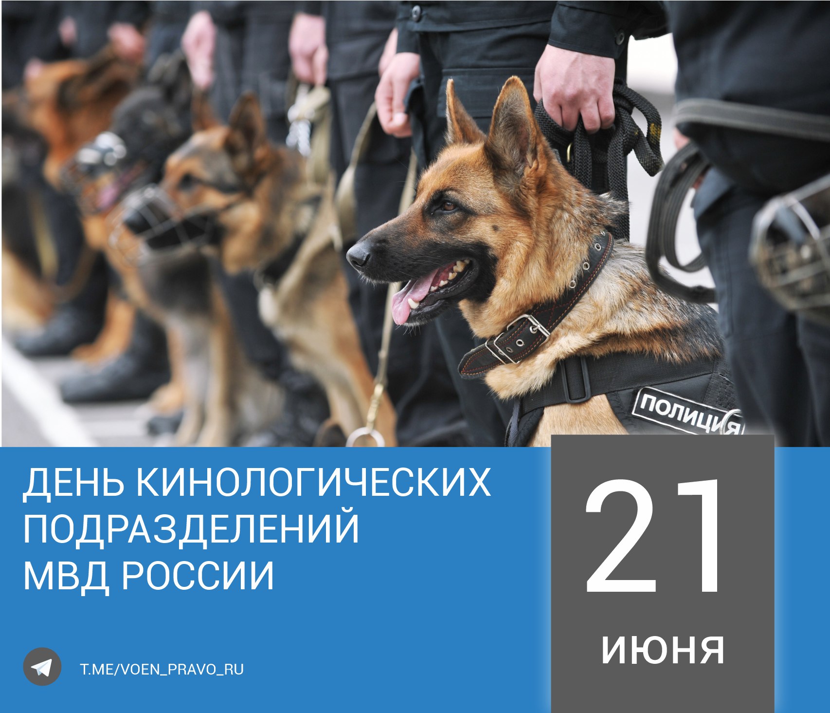 21 июня — День кинологических подразделений МВД России